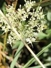 Daucus carota