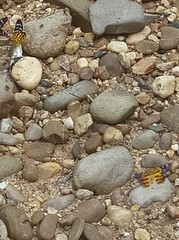 Dysphania subrepleta