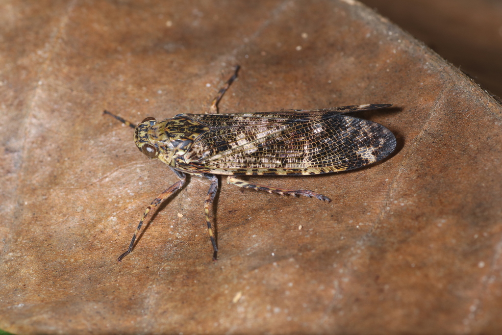 Birdantis papuana