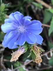 Cichorium intybus