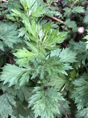 Artemisia vulgaris