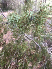 Juniperus