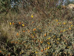 Hermannia althaeifolia