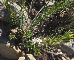 Philotheca queenslandica