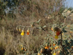Hermannia althaeifolia