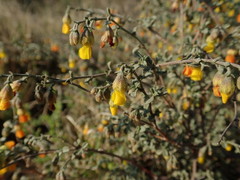 Hermannia althaeifolia