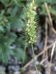 Setaria viridis