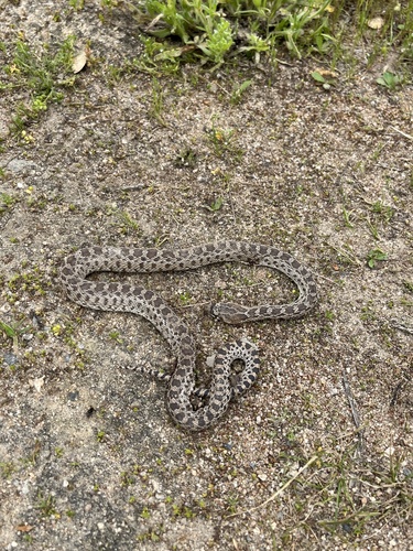 iNaturalist observation photo of Gopher Snake