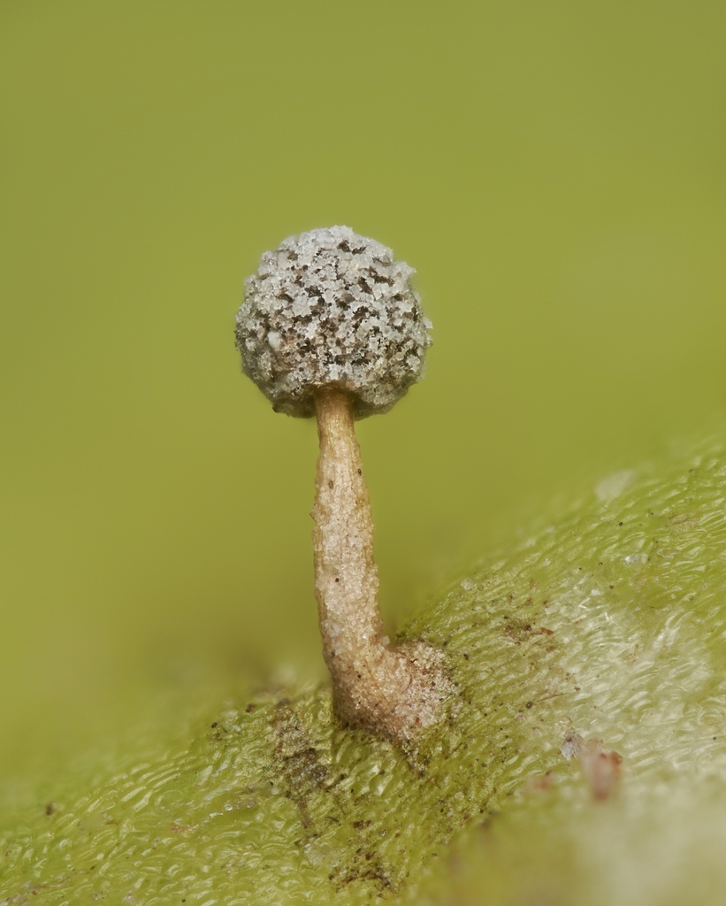 Didymium floccosum