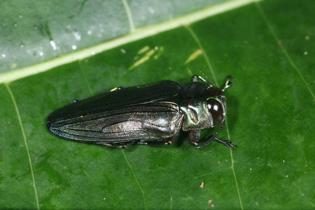 Belionota aenea