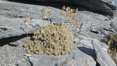 Draba pterosperma