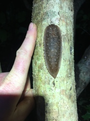 Pseudaneitea