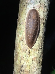 Pseudaneitea