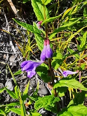 Scutellaria yezoensis