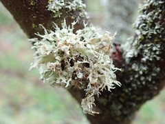 Ramalina glaucescens