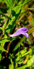 Scutellaria yezoensis