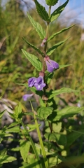Scutellaria yezoensis