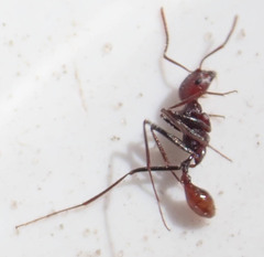 Ocymyrmex velox
