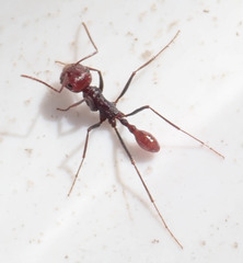 Ocymyrmex velox