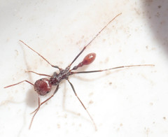 Ocymyrmex velox