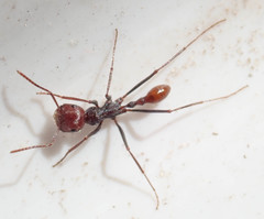 Ocymyrmex velox