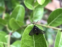 Psichotoe duvaucelii