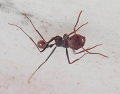 Ocymyrmex velox