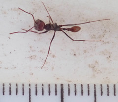 Ocymyrmex velox