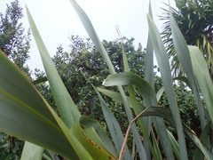 Metrosideros excelsa