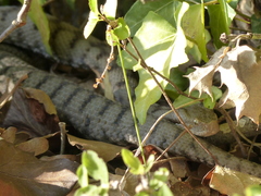 Vipera aspis aspis