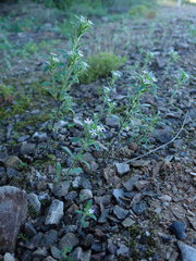 Zaluzianskya gracilis