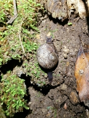 Rhytida stephenensis