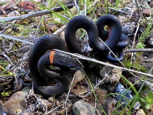 iNaturalist observation photo of Coralbelly Ringneck Snake