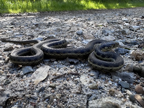 iNaturalist observation photo of Sierra Garter Snake