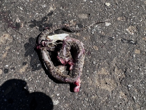 iNaturalist observation photo of Pacific Gopher Snake