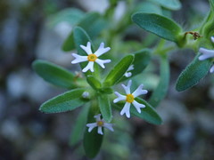 Zaluzianskya gracilis