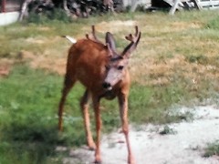 Odocoileus hemionus