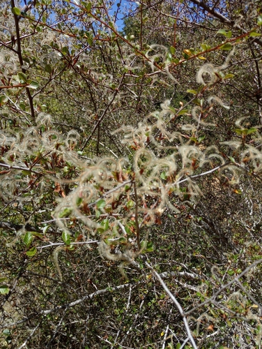 Birch-leaf Mountain-mahogany fruiting