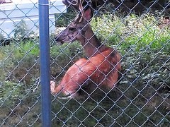 Odocoileus hemionus