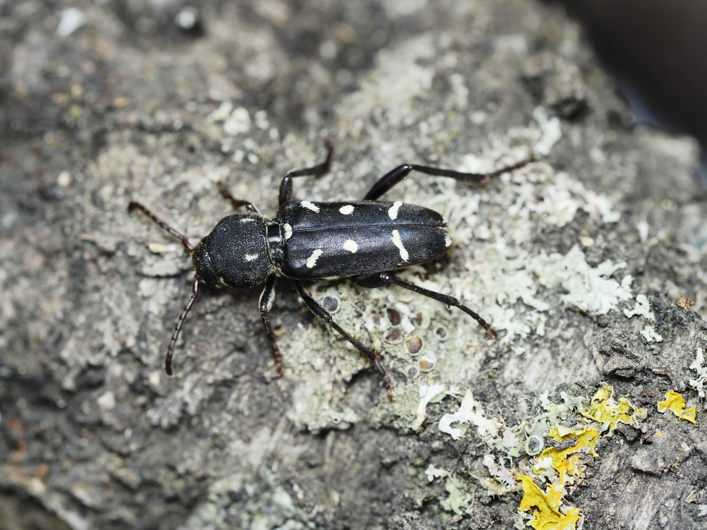 Turanoclytus