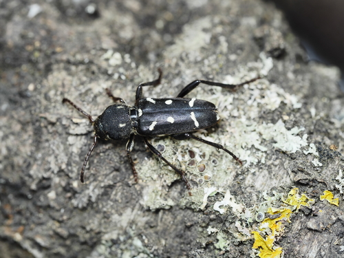 Turanoclytus