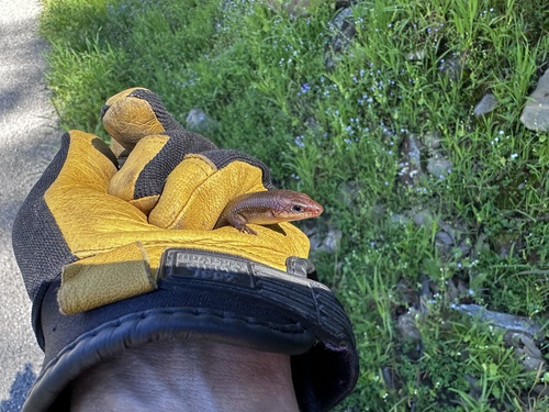 iNaturalist observation photo of Greater Brown Skink