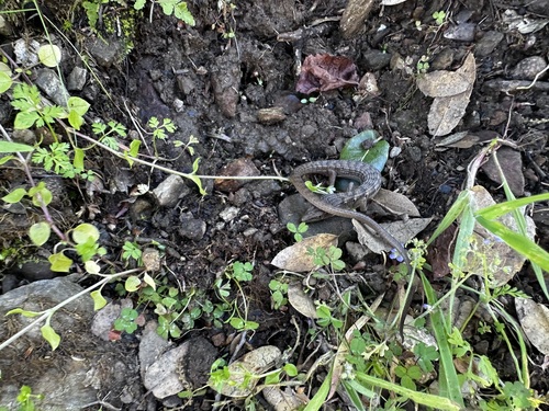 iNaturalist observation photo of Southern Alligator Lizard
