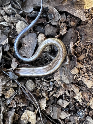 iNaturalist observation photo of Greater Brown Skink