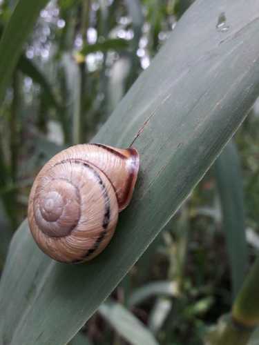 Caucasotachea atrolabiata