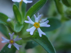 Zaluzianskya gracilis