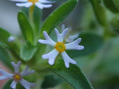 Zaluzianskya gracilis