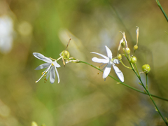 Anthericum