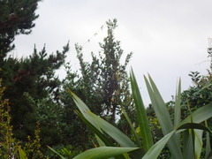 Metrosideros excelsa