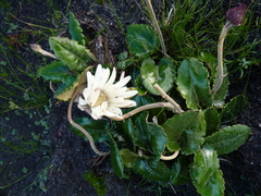 Gerbera tomentosa